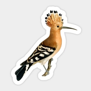 Hoopoe Sticker